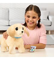 LLP Yavru Köpek İyileşiyor 26679