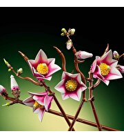 LEGO Botanicals Manolya Dalları 11510