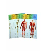 Kutulu Küçük Maket İnsan Vücut Seti