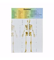 Kutulu Küçük Maket İnsan Vücut Seti