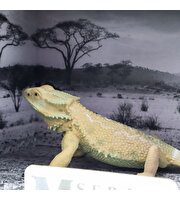 Animal World Sürüngen Serisi