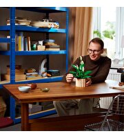 LEGO Botanicals Barış Çiçeği 11504