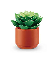 Mini Botanik Bahçe Sürpriz Paket