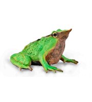 Collecta Darwin Kurbağası