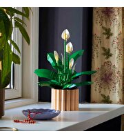 LEGO Botanicals Barış Çiçeği 11504