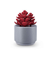 Mini Botanik Bahçe Sürpriz Paket