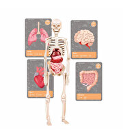 Clementoni Bilim ve Oyun: Dünyada Yaşamın Tarihi