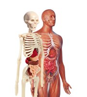 Clementoni İnsan Anatomisi