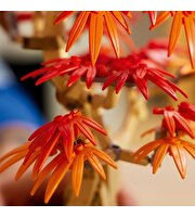LEGO Botanicals Japon Kırmızı Akçaağaç Bonsai Ağacı 10348