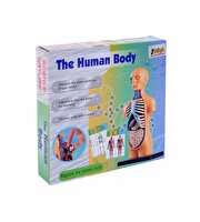 Kutulu Küçük Maket İnsan Vücut Seti