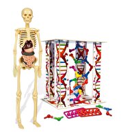 Clementoni İnsan Anatomisi