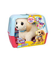 LLP Yavru Köpek İyileşiyor 26679