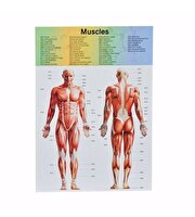 Kutulu Küçük Maket İnsan Vücut Seti