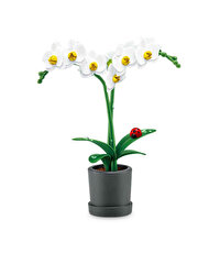 Mini Botanik Bahçe Sürpriz Paket