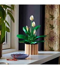 LEGO Botanicals Barış Çiçeği 11504