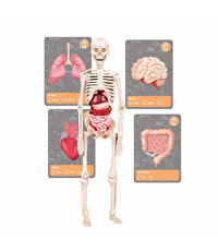 Clementoni Bilim ve Oyun: Dünyada Yaşamın Tarihi