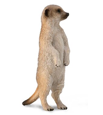 Collecta Mirket Ayakta