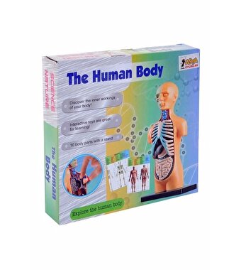Kutulu Küçük Maket İnsan Vücut Seti