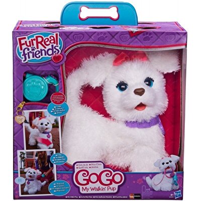 Yeni Cici Köpeğim Gogo