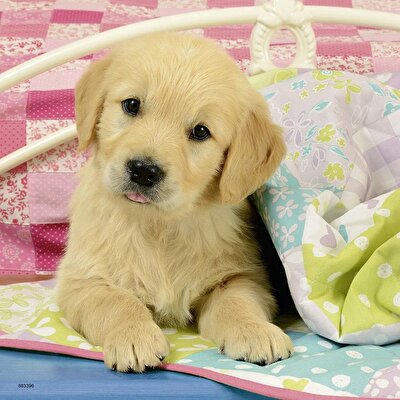 Ravensburger 3x49 Parça Puzzle Puppies