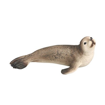 Deniz Hayvanların Dünyası Fok Balığı