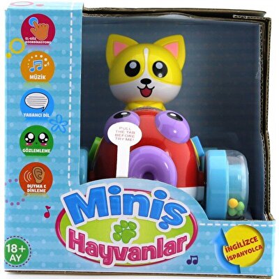 İngilizce ve İspanyolca Konuşan Sevimli Kedi