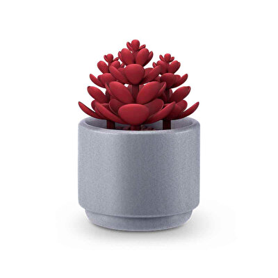 Mini Botanik Bahçe Sürpriz Paket