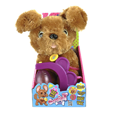 Sevimli Koşu Arkadaşım Golden