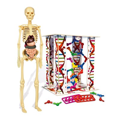 Clementoni İnsan Anatomisi