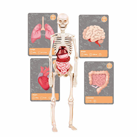 Clementoni Bilim ve Oyun: Dünyada Yaşamın Tarihi