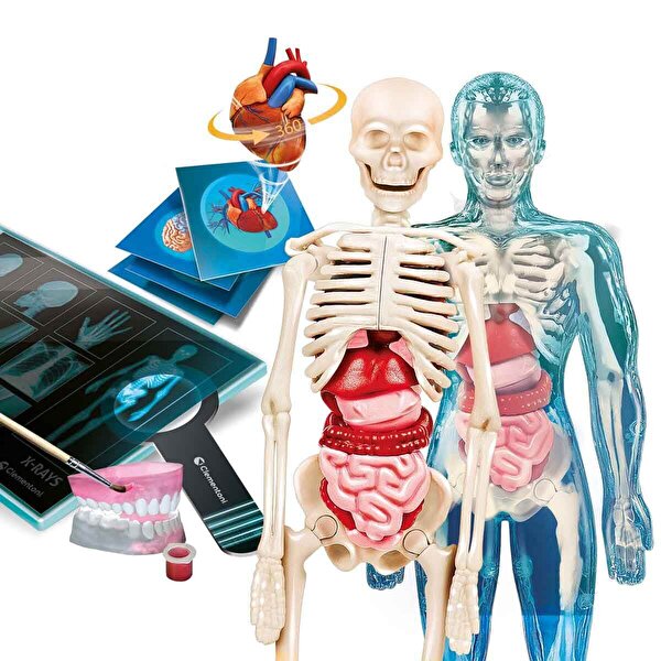 Clementoni Bilim ve Oyun: Süper Anatomi