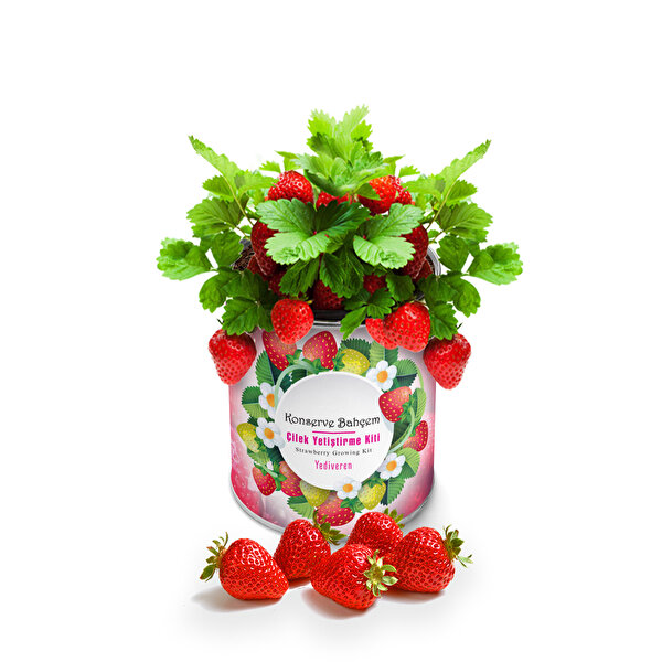 Konserve Bahçem Çilek Yediveren Yetiştirme Kiti