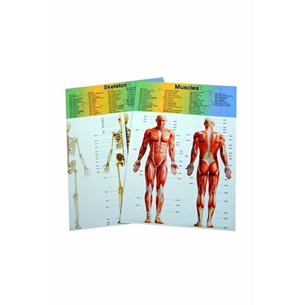 Kutulu Küçük Maket İnsan Vücut Seti