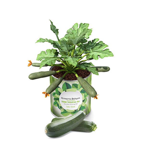 Konserve Bahçem Kabak Sakız Yetiştirme Kiti