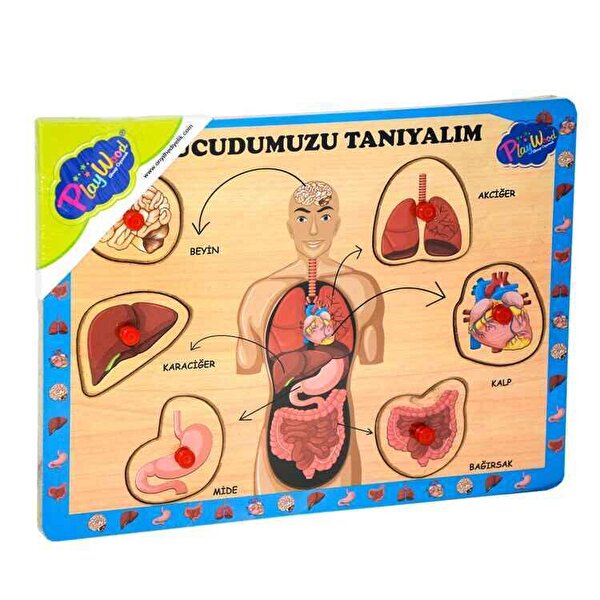 Playwood Ahşap Tutmalı Vücudumuzu Tanıyalım Puzzle