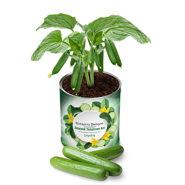 Konserve Bahçem Salatalık Çengelköy Yetiştirme Kiti
