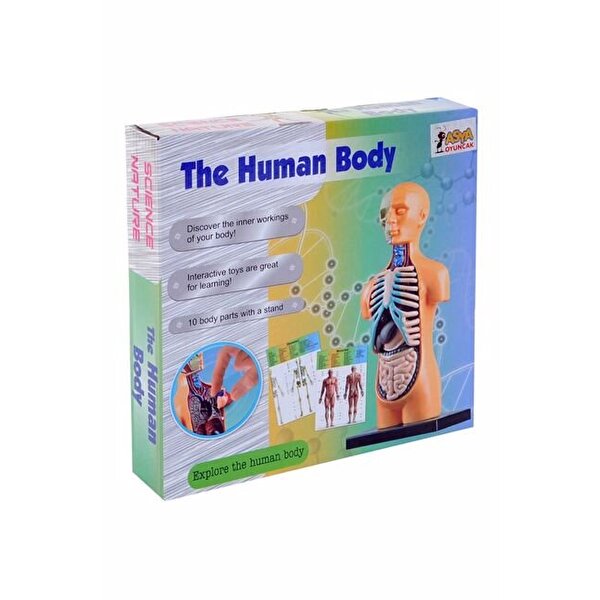 Kutulu Küçük Maket İnsan Vücut Seti