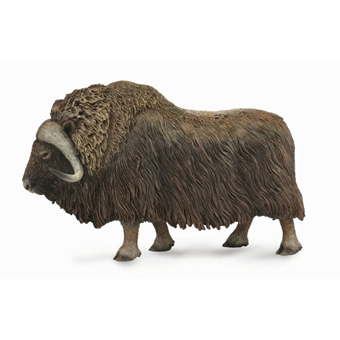 Collecta Misk Sığırı