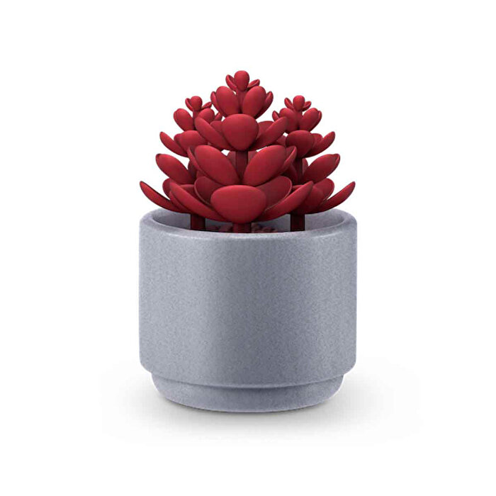 Mini Botanik Bahçe Sürpriz Paket