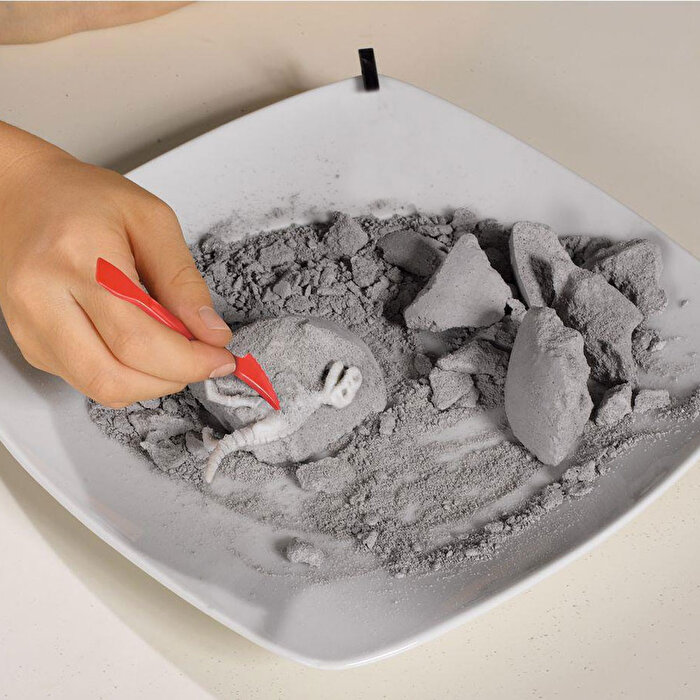 Kazıcı Dinoskeletonlar Velociraptor