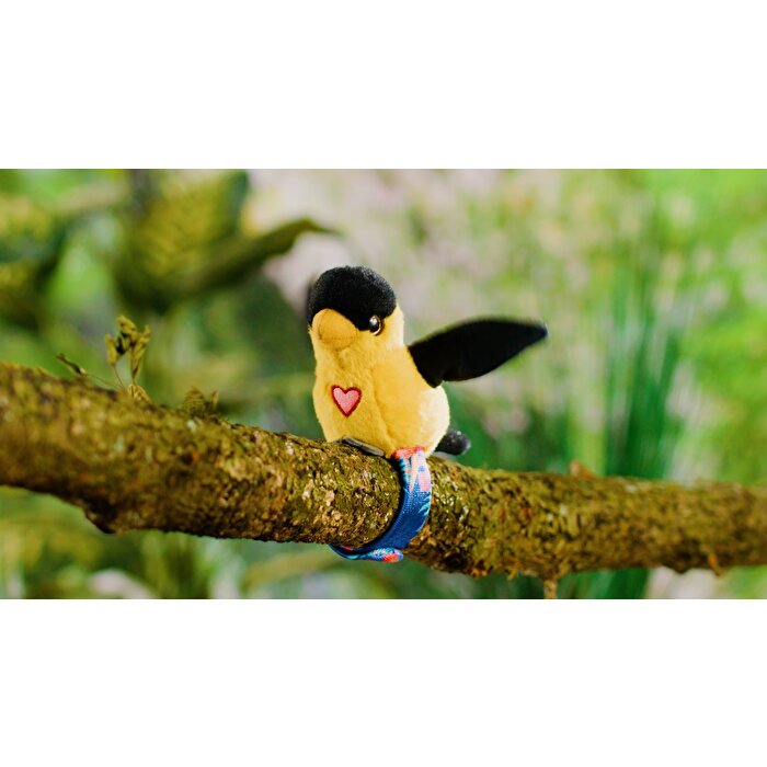 Happy Yappers Slap Bant Konuşan ve Taklit Eden Oriolus Papağan