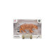 Animal World Goril
